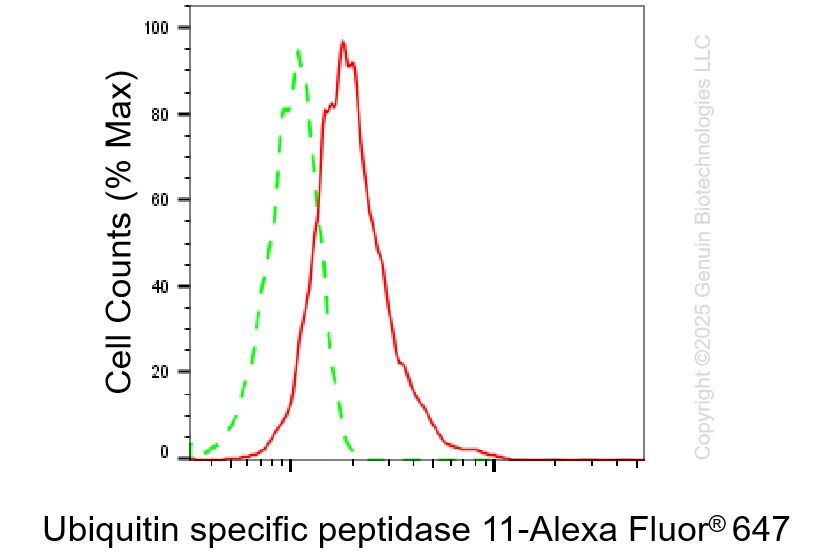 KD-Validated Anti-Ubiquitin Specific Peptidase 11 Rabbit Monoclonal Antibody ABG1386