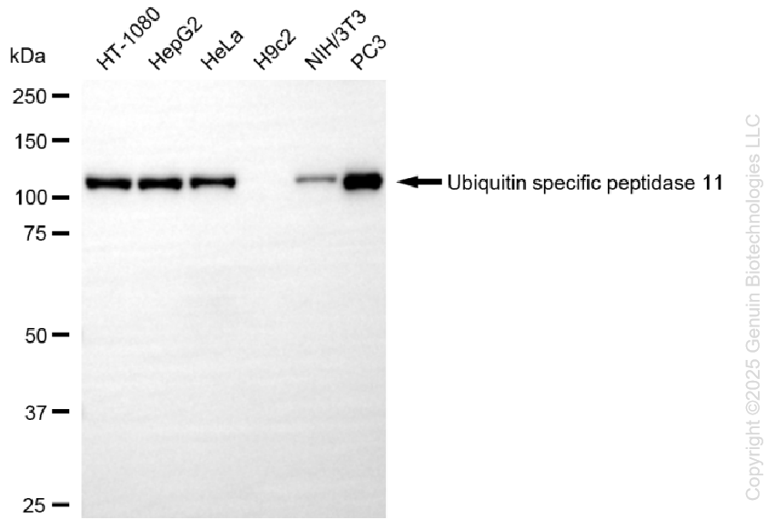 KD-Validated Anti-Ubiquitin Specific Peptidase 11 Rabbit Monoclonal Antibody ABG1386