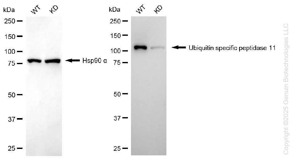 KD-Validated Anti-Ubiquitin Specific Peptidase 11 Rabbit Monoclonal Antibody ABG1386