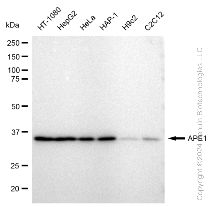 KD-Validated Anti-APE1 Rabbit Monoclonal Antibody ABG1387