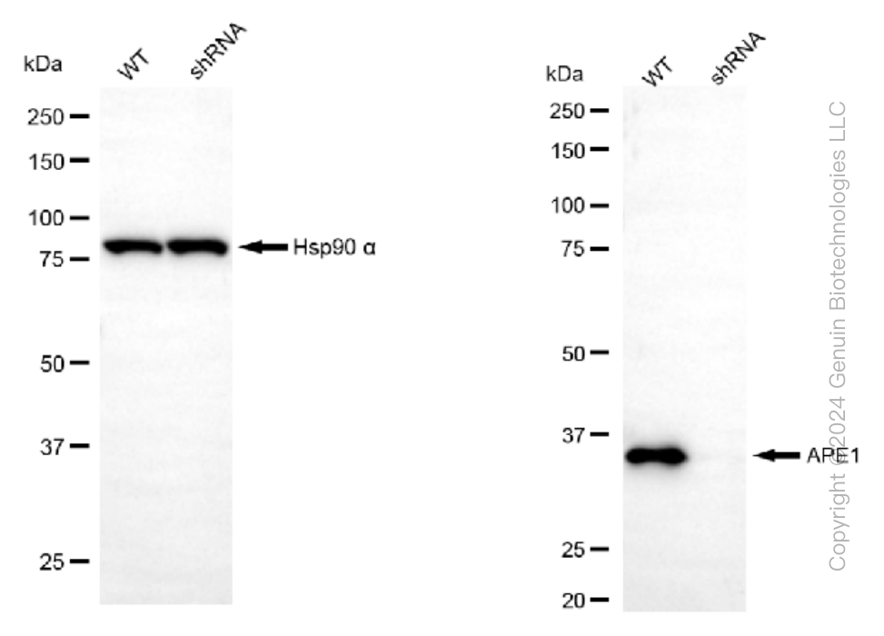 KD-Validated Anti-APE1 Rabbit Monoclonal Antibody ABG1387