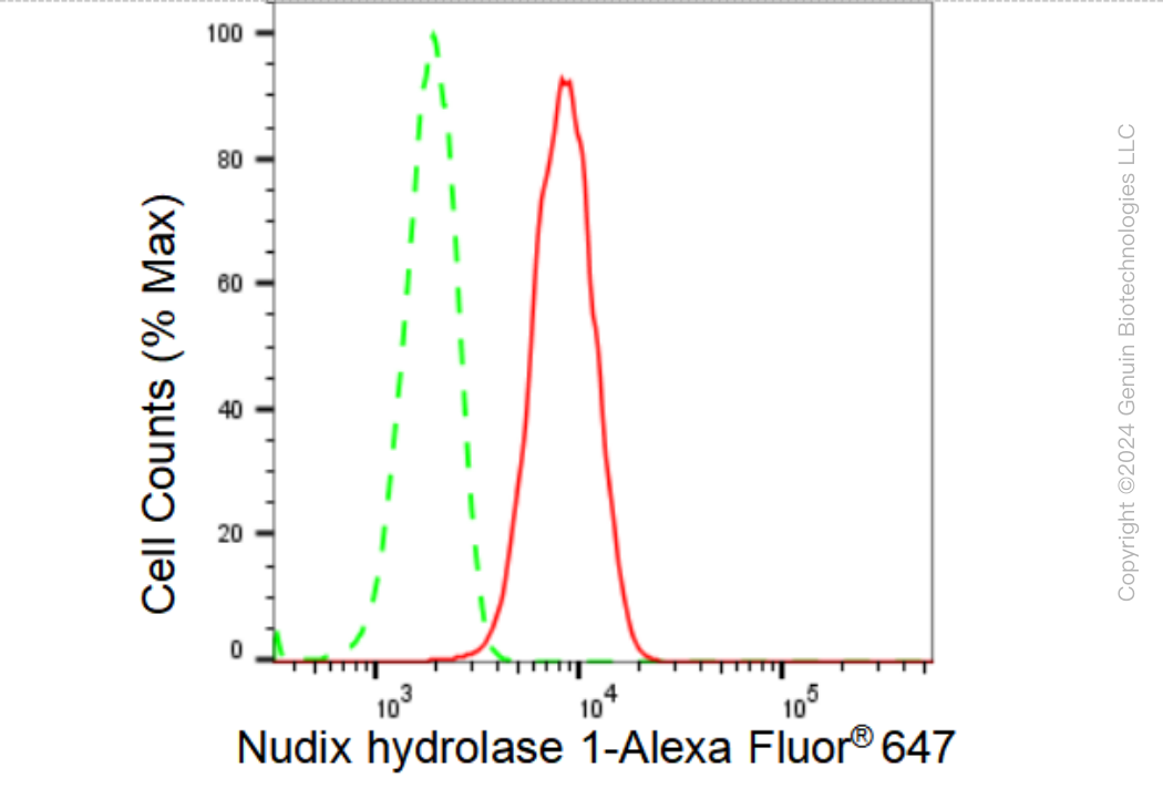 KD-Validated Anti-Nudix hydrolase 1 Rabbit Monoclonal Antibody ABG1388