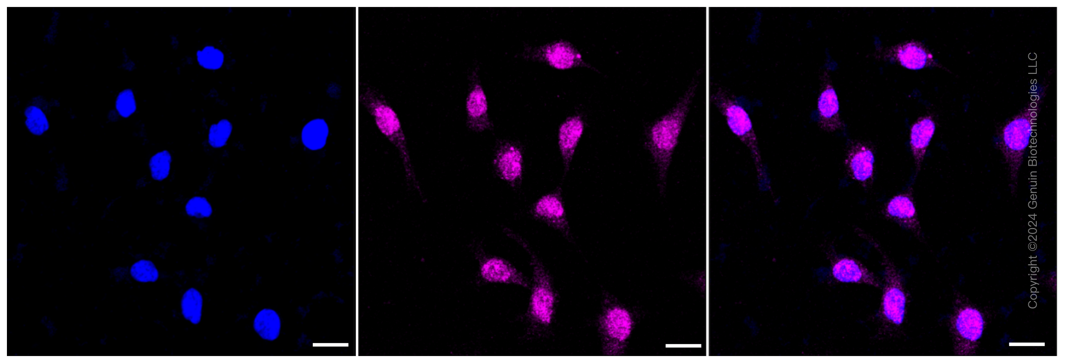 KD-Validated Anti-Nudix hydrolase 1 Rabbit Monoclonal Antibody ABG1388