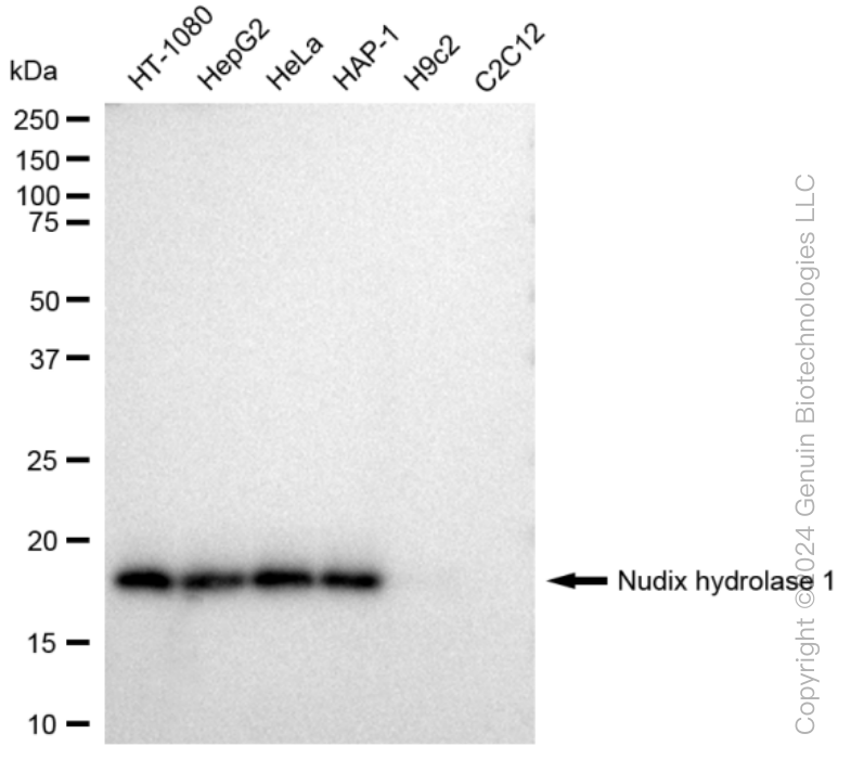 KD-Validated Anti-Nudix hydrolase 1 Rabbit Monoclonal Antibody ABG1388
