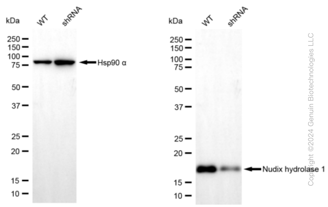 KD-Validated Anti-Nudix hydrolase 1 Rabbit Monoclonal Antibody ABG1388