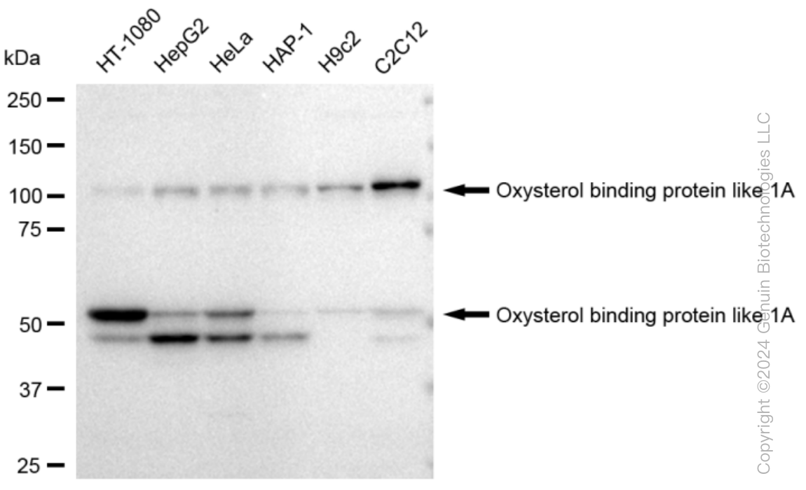 KD-Validated Anti-Oxysterol binding protein like 1A Rabbit Monoclonal Antibody ABG1389