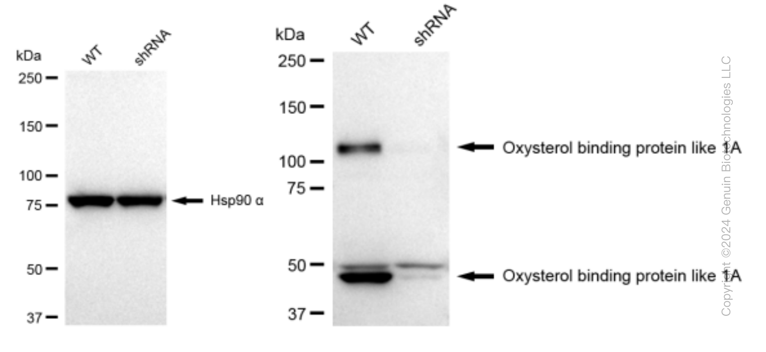 KD-Validated Anti-Oxysterol binding protein like 1A Rabbit Monoclonal Antibody ABG1389