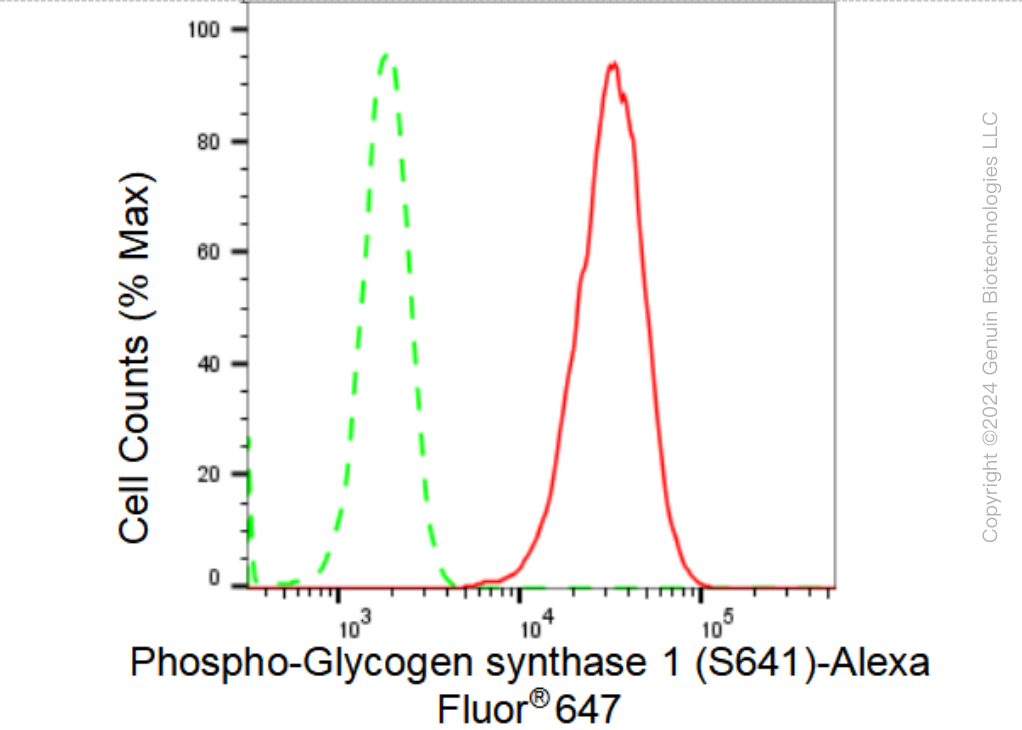 KD-Validated Anti-Phospho-Glycogen synthase 1 (S641) Rabbit Monoclonal Antibody ABG1390