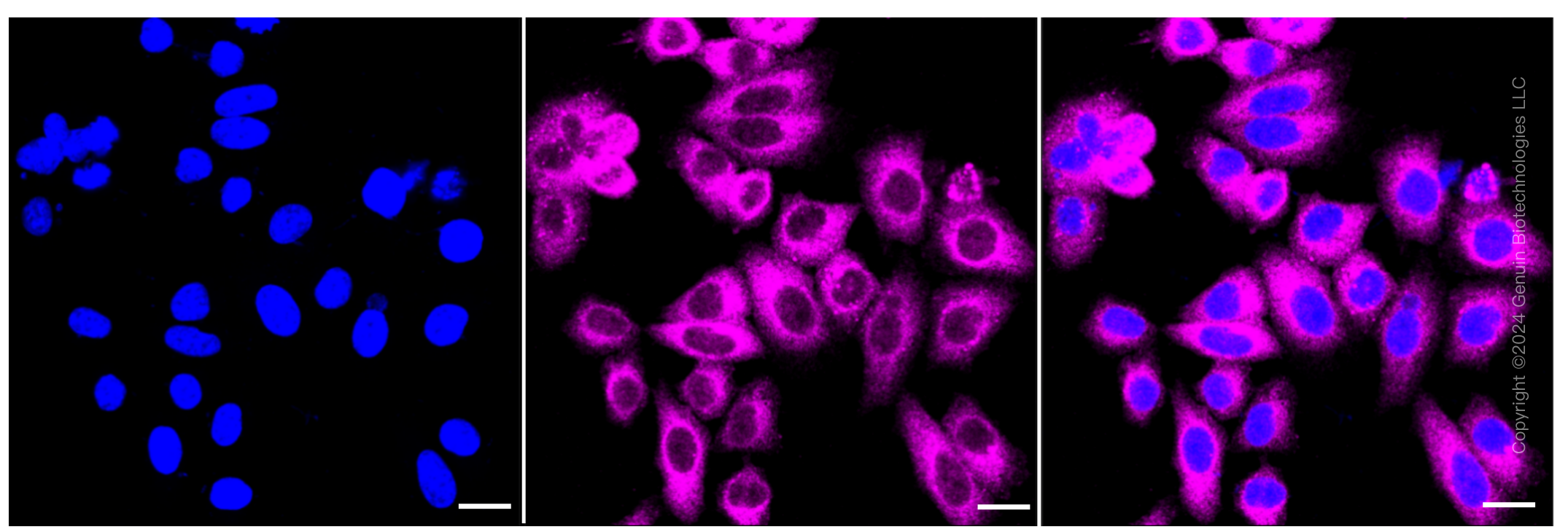KD-Validated Anti-Phospho-Glycogen synthase 1 (S641) Rabbit Monoclonal Antibody ABG1390