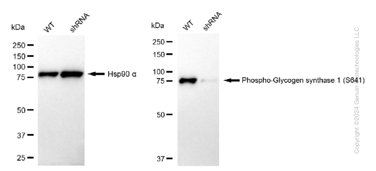 KD-Validated Anti-Phospho-Glycogen synthase 1 (S641) Rabbit Monoclonal Antibody ABG1390