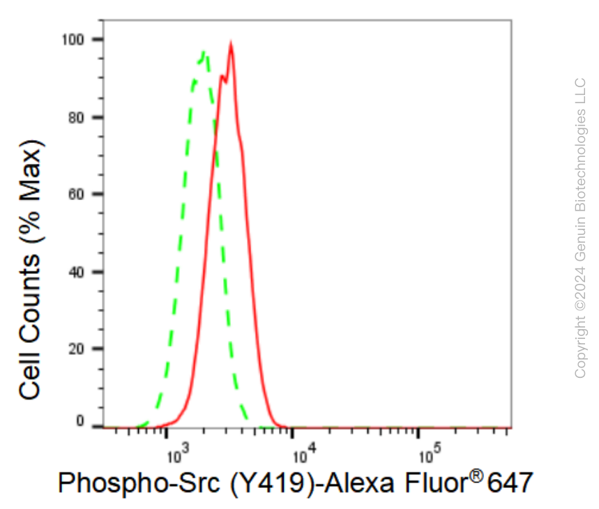 KD-Validated Anti-Phospho-Src (Y419) Rabbit Monoclonal Antibody ABG1391