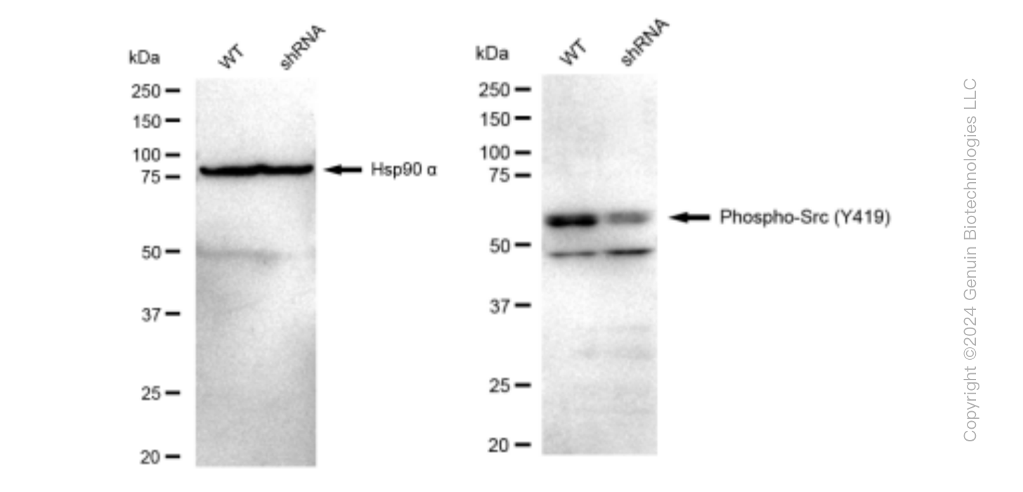 KD-Validated Anti-Phospho-Src (Y419) Rabbit Monoclonal Antibody ABG1391