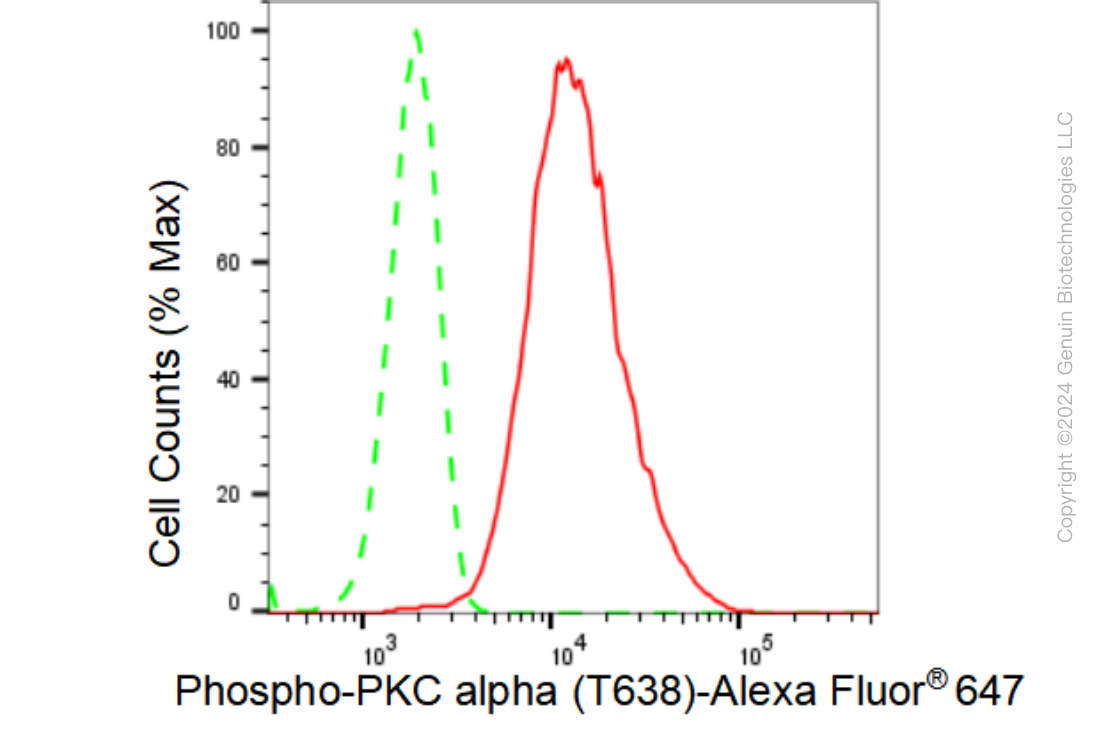 KD-Validated Anti-Phospho-PKC alpha (T638) Rabbit Monoclonal Antibody ABG1392