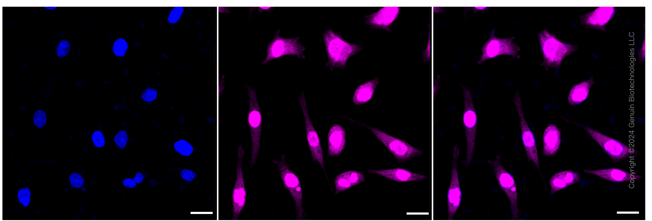 KD-Validated Anti-Phospho-PKC alpha (T638) Rabbit Monoclonal Antibody ABG1392