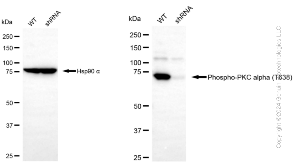 KD-Validated Anti-Phospho-PKC alpha (T638) Rabbit Monoclonal Antibody ABG1392