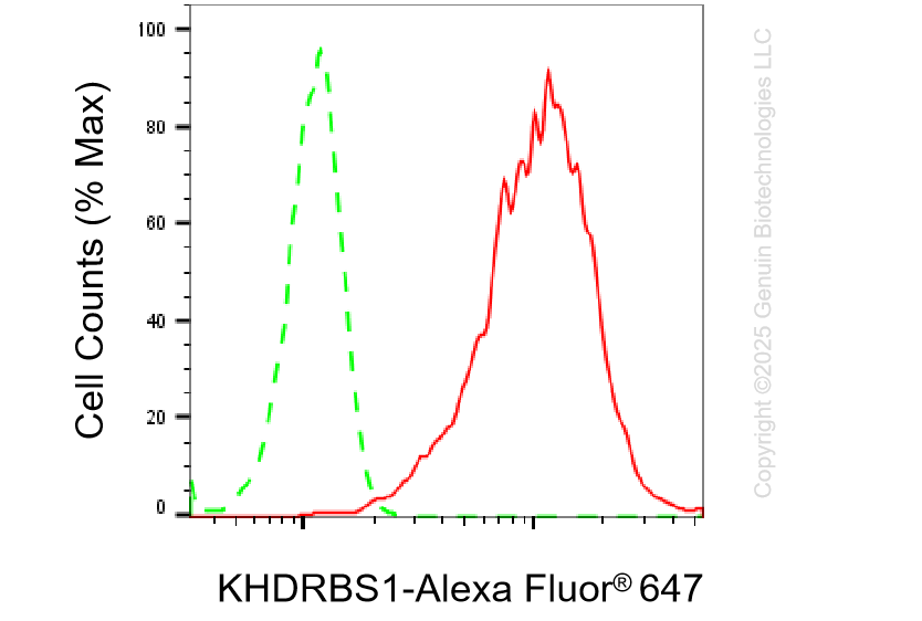 KD-Validated Anti-KHDRBS1 Rabbit Monoclonal Antibody ABG1393