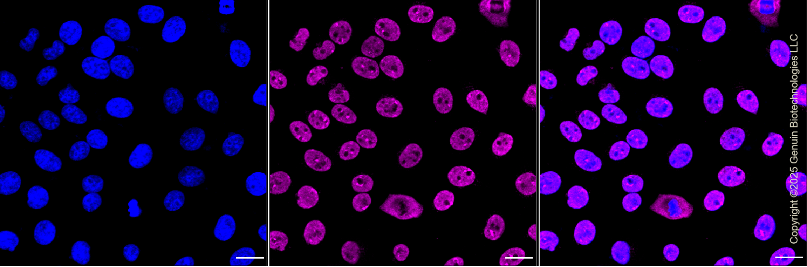 KD-Validated Anti-KHDRBS1 Rabbit Monoclonal Antibody ABG1393