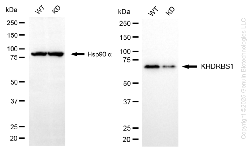KD-Validated Anti-KHDRBS1 Rabbit Monoclonal Antibody ABG1393