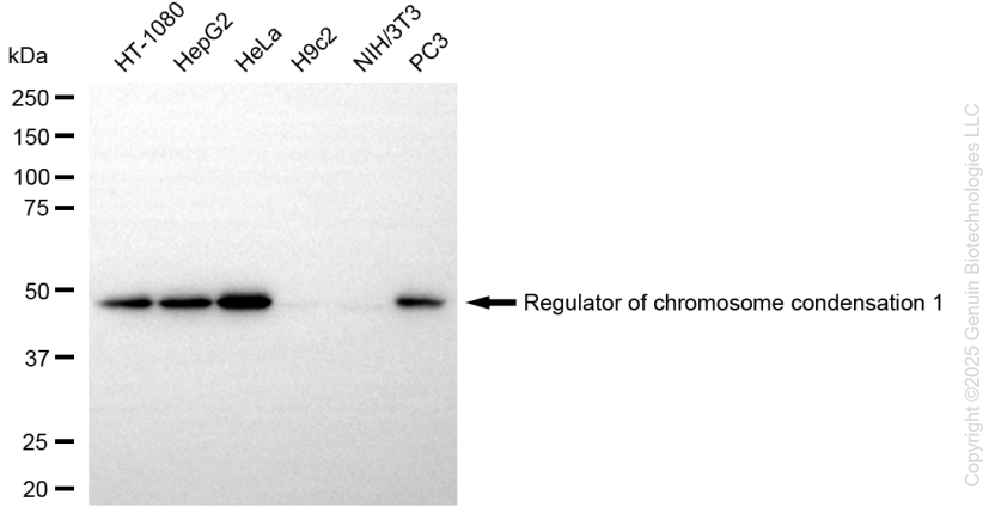KD-Validated Anti-Regulator Of Chromosome Condensation 1 Rabbit Monoclonal Antibody ABG1394