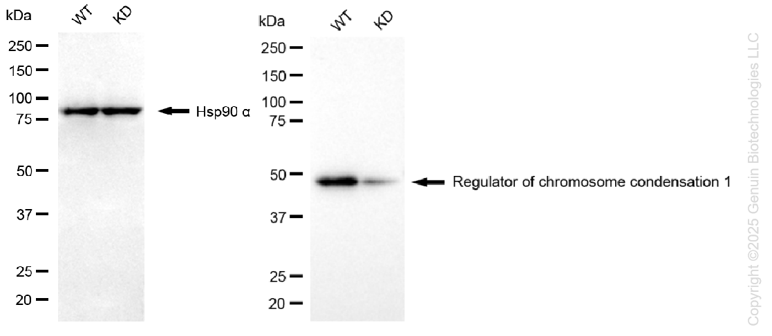 KD-Validated Anti-Regulator Of Chromosome Condensation 1 Rabbit Monoclonal Antibody ABG1394