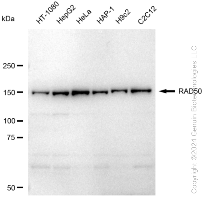 KD-Validated Anti-RAD50 Rabbit Monoclonal Antibody ABG1395