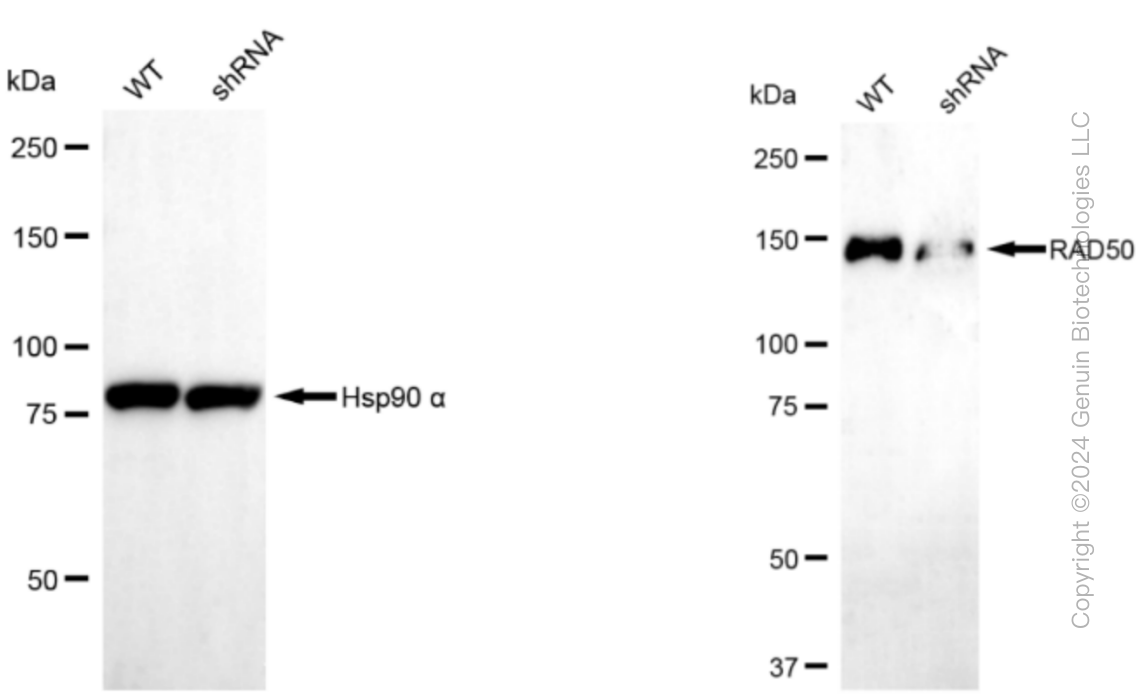KD-Validated Anti-RAD50 Rabbit Monoclonal Antibody ABG1395