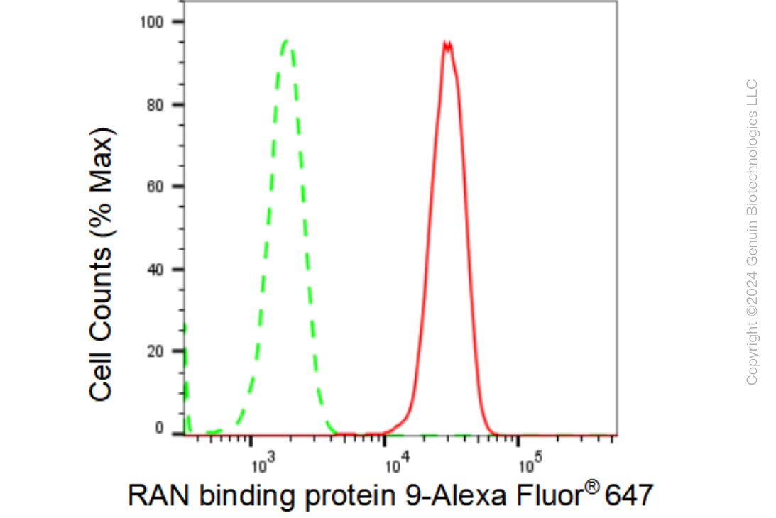KD-Validated Anti-RAN binding protein 9 Rabbit Monoclonal Antibody ABG1396