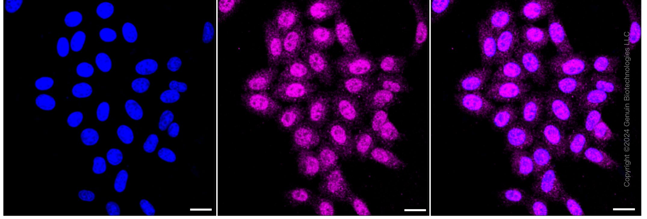 KD-Validated Anti-RAN binding protein 9 Rabbit Monoclonal Antibody ABG1396