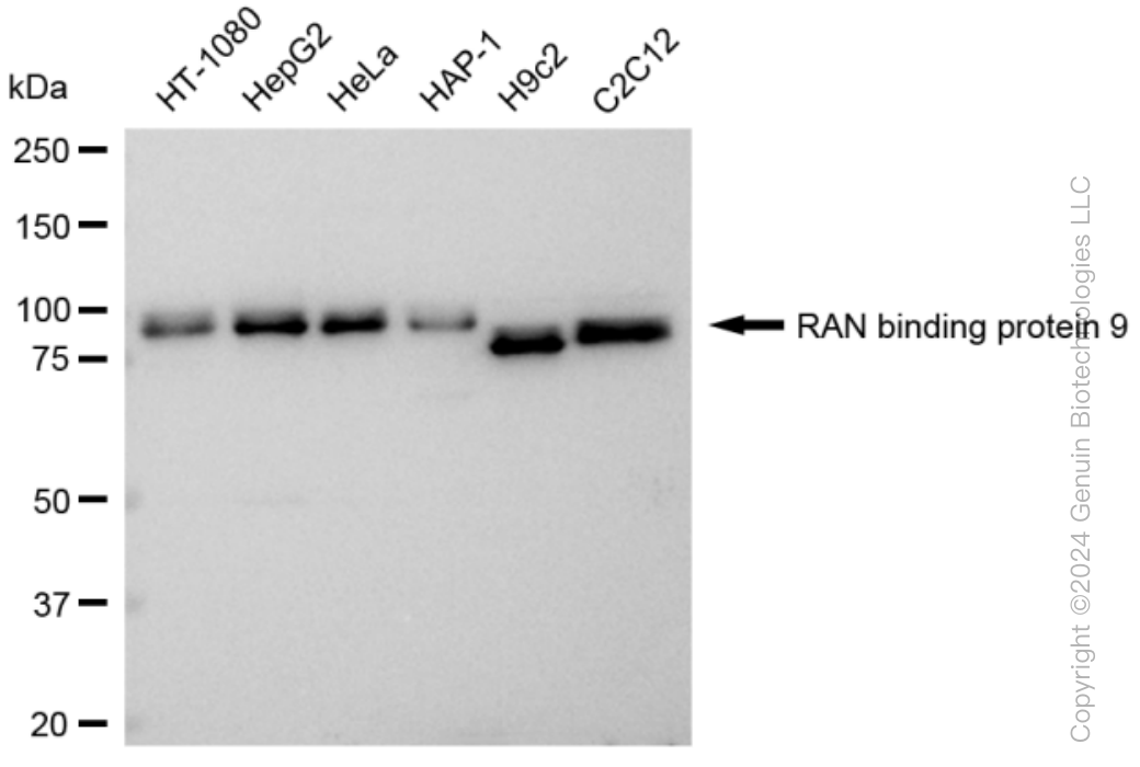KD-Validated Anti-RAN binding protein 9 Rabbit Monoclonal Antibody ABG1396