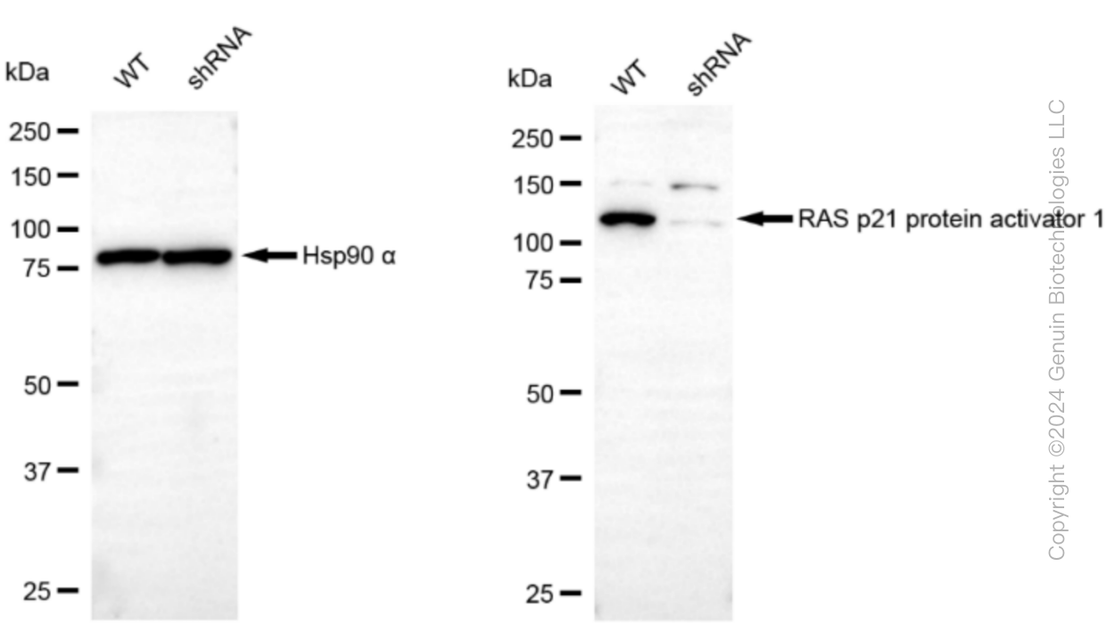 KD-Validated Anti-RAS p21 protein activator 1 Rabbit Monoclonal Antibody ABG1397