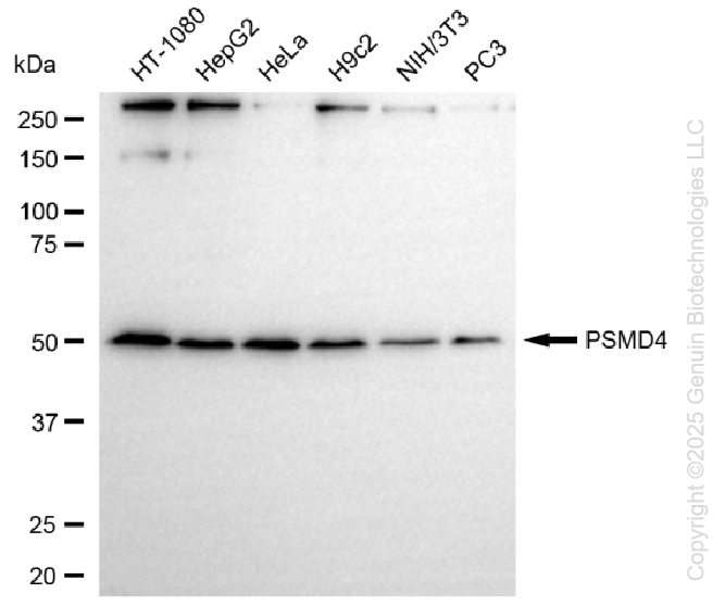 KD-Validated Anti-PSMD4 Rabbit Monoclonal Antibody ABG1398