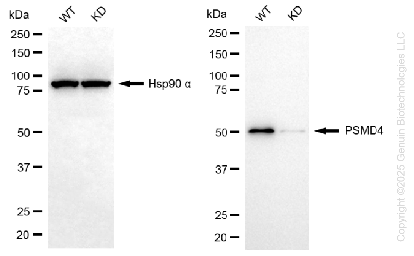 KD-Validated Anti-PSMD4 Rabbit Monoclonal Antibody ABG1398