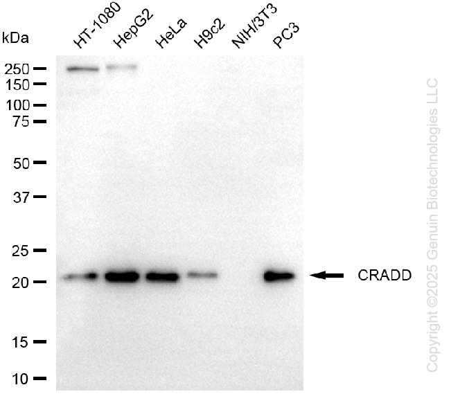 KD-Validated Anti-CRADD Rabbit Monoclonal Antibody ABG1399