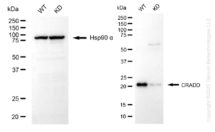 KD-Validated Anti-CRADD Rabbit Monoclonal Antibody ABG1399