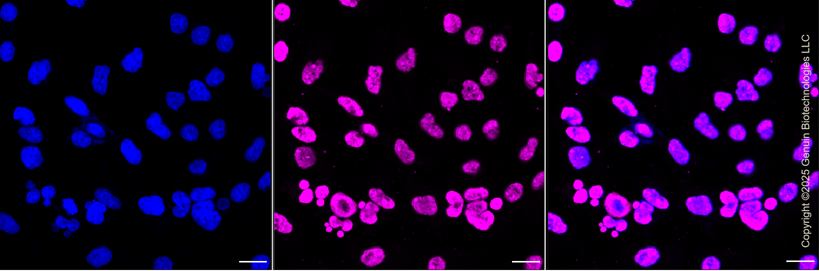 KD-Validated Anti-KHDRBS1 Rabbit Monoclonal Antibody ABG1400