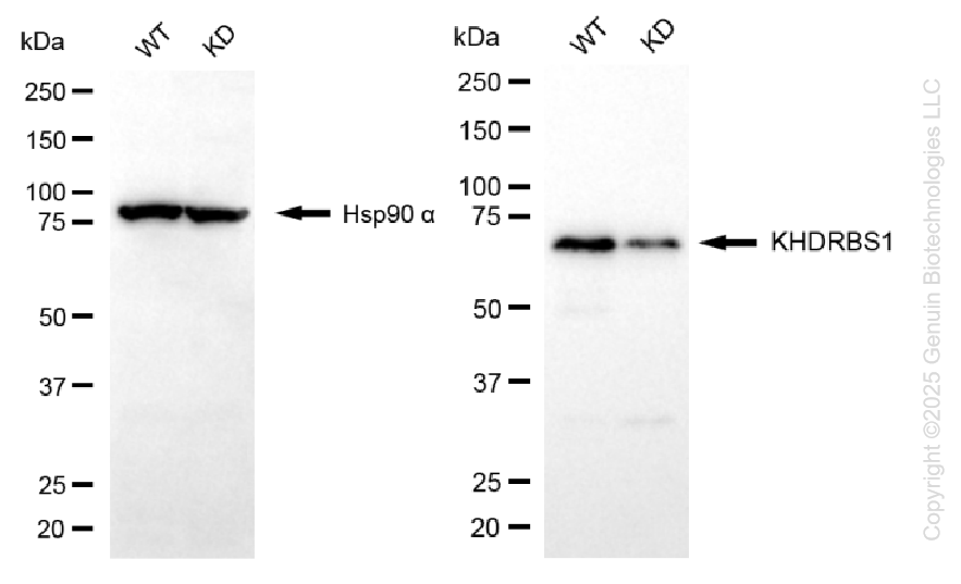 KD-Validated Anti-KHDRBS1 Rabbit Monoclonal Antibody ABG1400