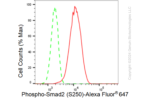 KD-Validated Anti-Phospho-Smad2 (S250) Rabbit Monoclonal Antibody ABG1401