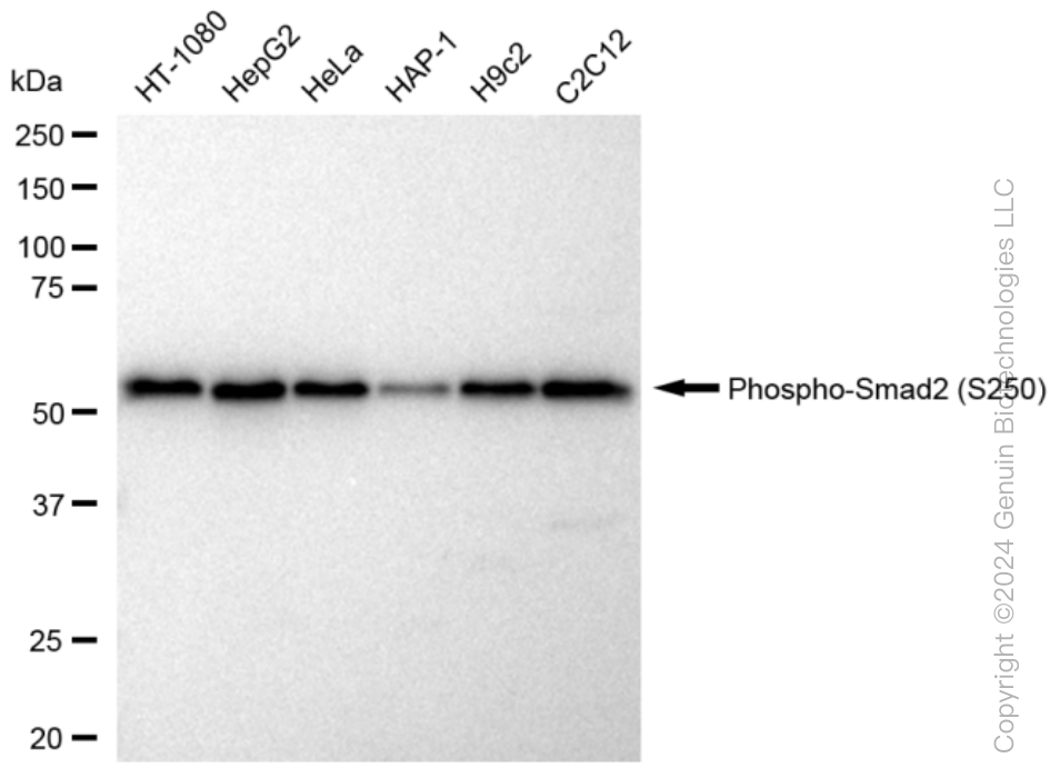 KD-Validated Anti-Phospho-Smad2 (S250) Rabbit Monoclonal Antibody ABG1401