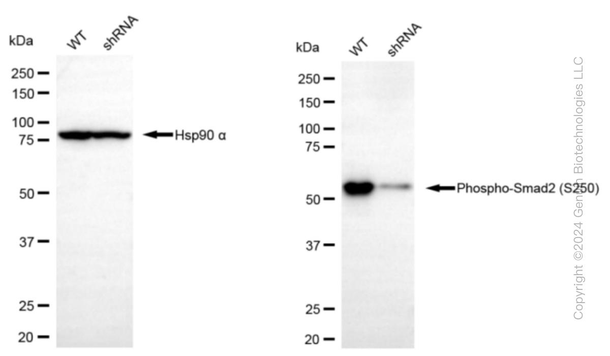 KD-Validated Anti-Phospho-Smad2 (S250) Rabbit Monoclonal Antibody ABG1401