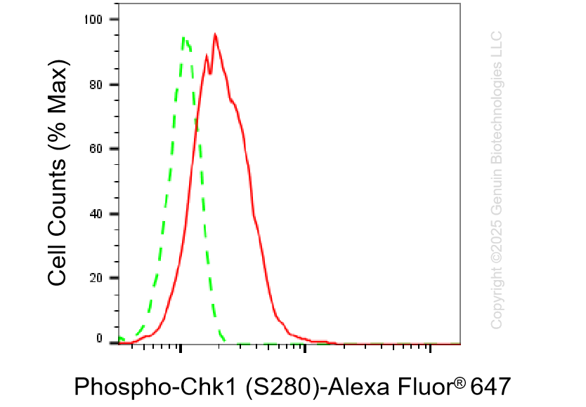 KD-Validated Anti-Phospho-Chk1 (S280) Rabbit Monoclonal Antibody ABG1402