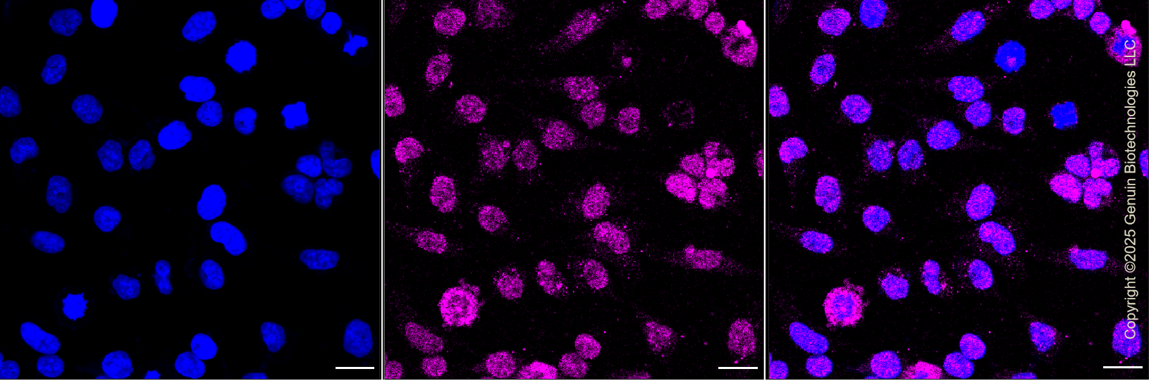 KD-Validated Anti-Phospho-Chk1 (S280) Rabbit Monoclonal Antibody ABG1402