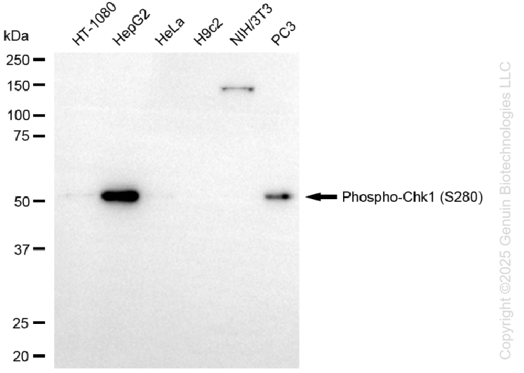 KD-Validated Anti-Phospho-Chk1 (S280) Rabbit Monoclonal Antibody ABG1402