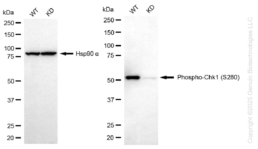 KD-Validated Anti-Phospho-Chk1 (S280) Rabbit Monoclonal Antibody ABG1402