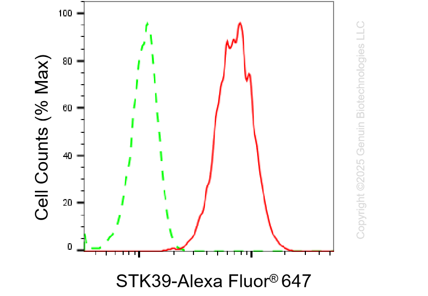 KD-Validated Anti-Serine/Threonine Kinase 39 Rabbit Monoclonal Antibody ABG1403