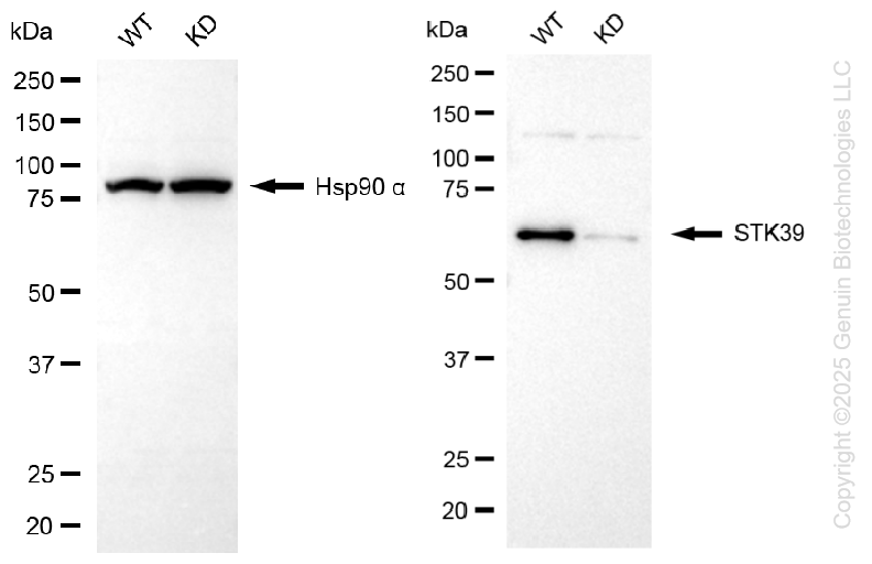 KD-Validated Anti-Serine/Threonine Kinase 39 Rabbit Monoclonal Antibody ABG1403