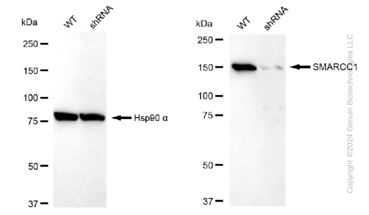 KD-Validated Anti-SMARCC1 Rabbit Monoclonal Antibody ABG1404