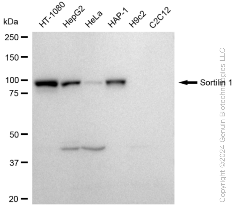 KD-Validated Anti-Sortilin 1 Rabbit Monoclonal Antibody ABG1405