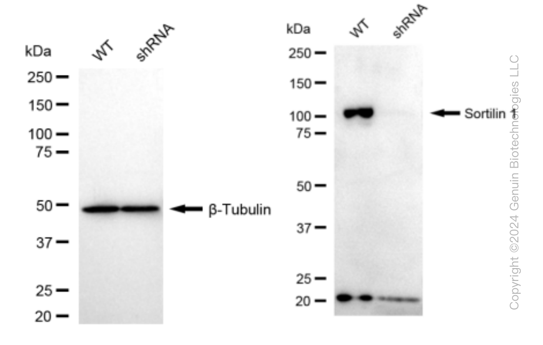 KD-Validated Anti-Sortilin 1 Rabbit Monoclonal Antibody ABG1405