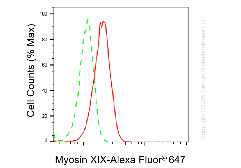 KD-Validated Anti-Myosin XIX Rabbit Monoclonal Antibody ABG1406