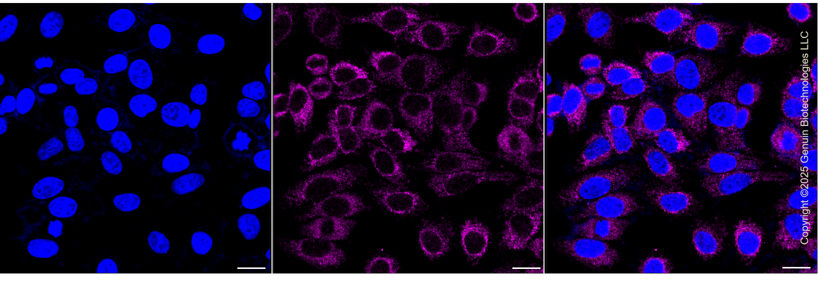 KD-Validated Anti-Myosin XIX Rabbit Monoclonal Antibody ABG1406